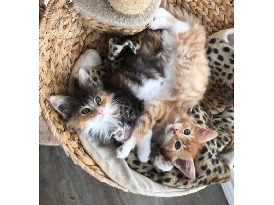PoulaTo: Maine Coon γατάκια προς πώληση